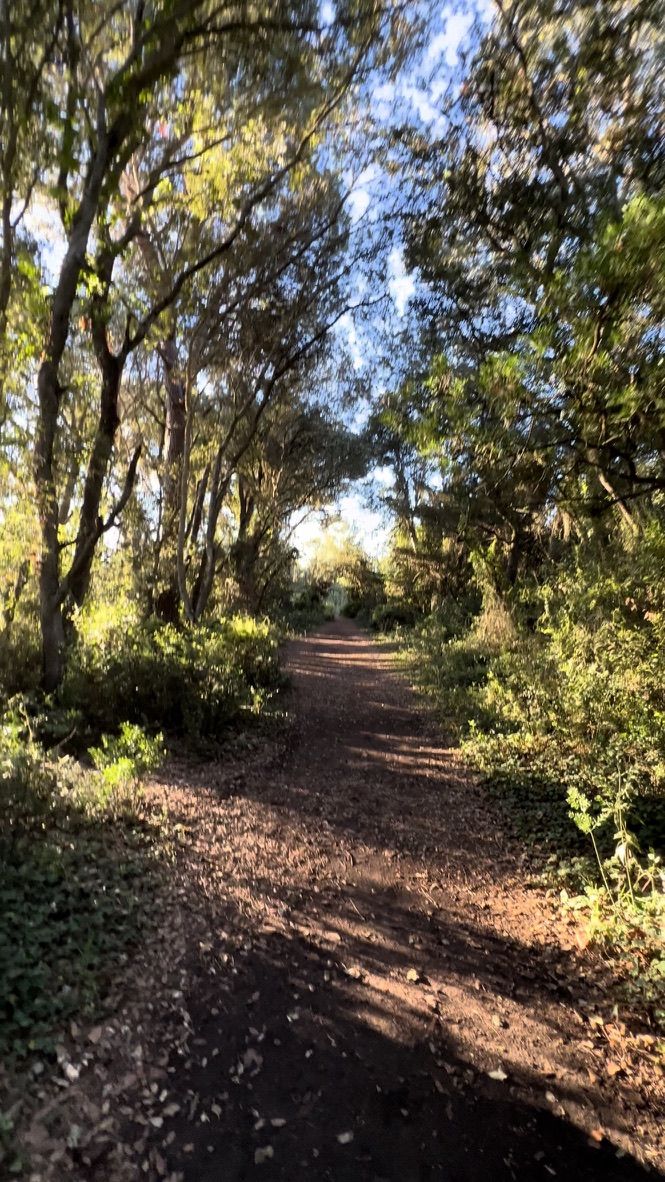 A tunnel of light on the morning path