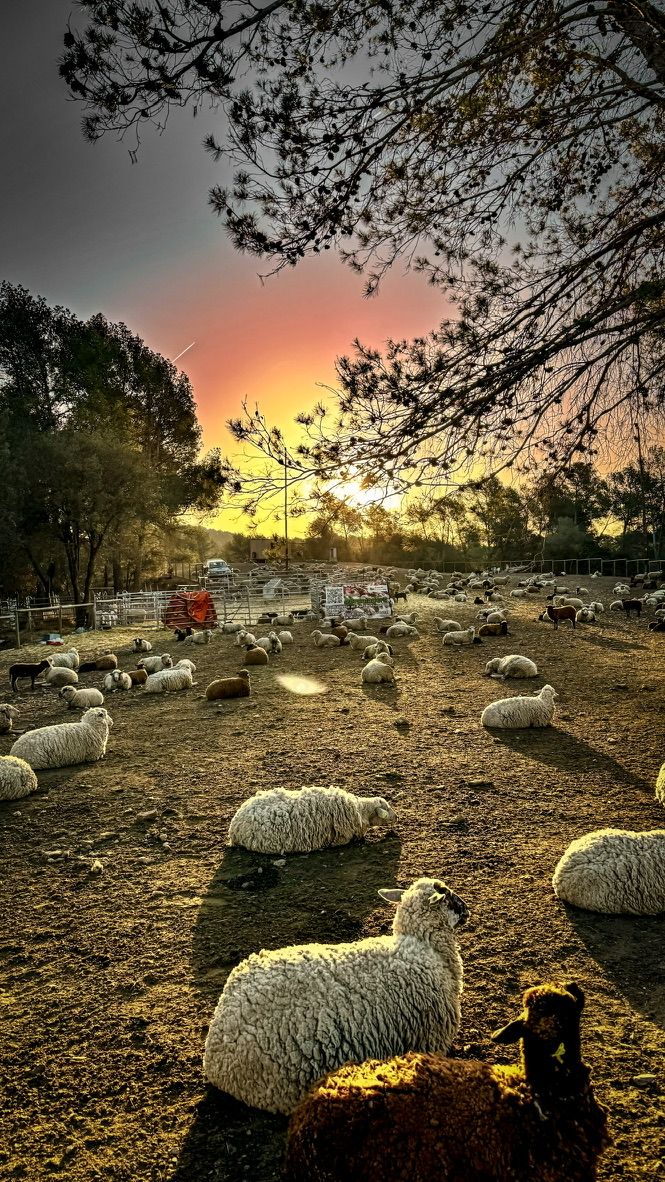 Golden hour at a Catalan farmstead